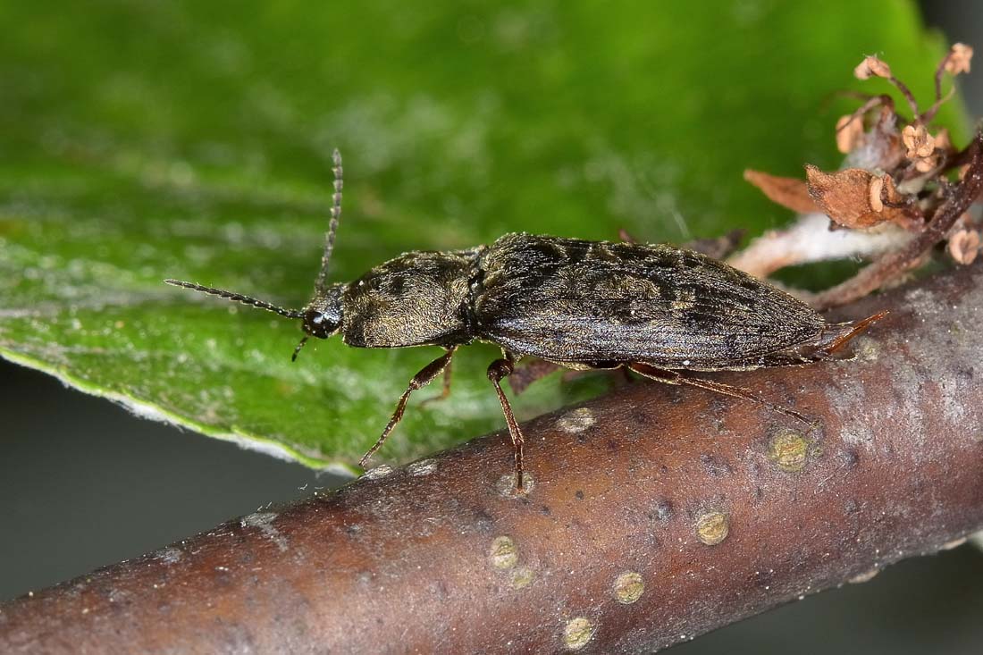 Elateridae: Prosternon tessellatum?  S !